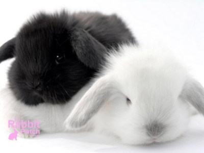 Easter Myspace Comments