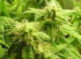 Alcohol&Drugs Myspace Comments